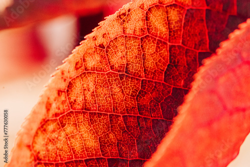 Red leaf macro shot with texture and serrated edge photo