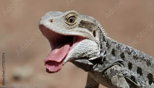 A-Lizard-With-Its-Tongue-Darting-Out-To-Taste-The- © Mashooda