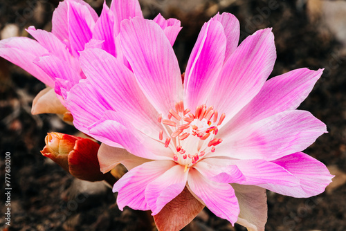 Fresh pink bitterroot wildflower blooms photo