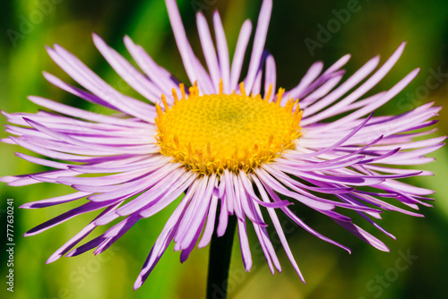 Purple aster wildflower with bright yellow center