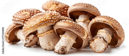 A group of delicious Shitake and eringi mushrooms arranged neatly on a plain white background.