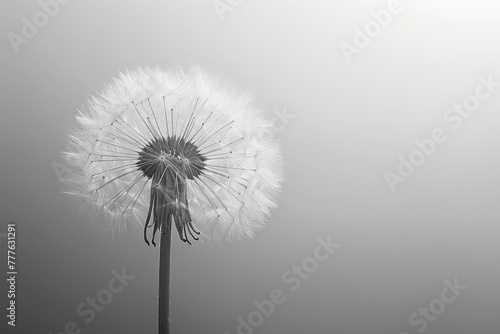 This monochrome photograph captures the delicate structure of a dandelion seed head  with its intricate patterns and soft textures