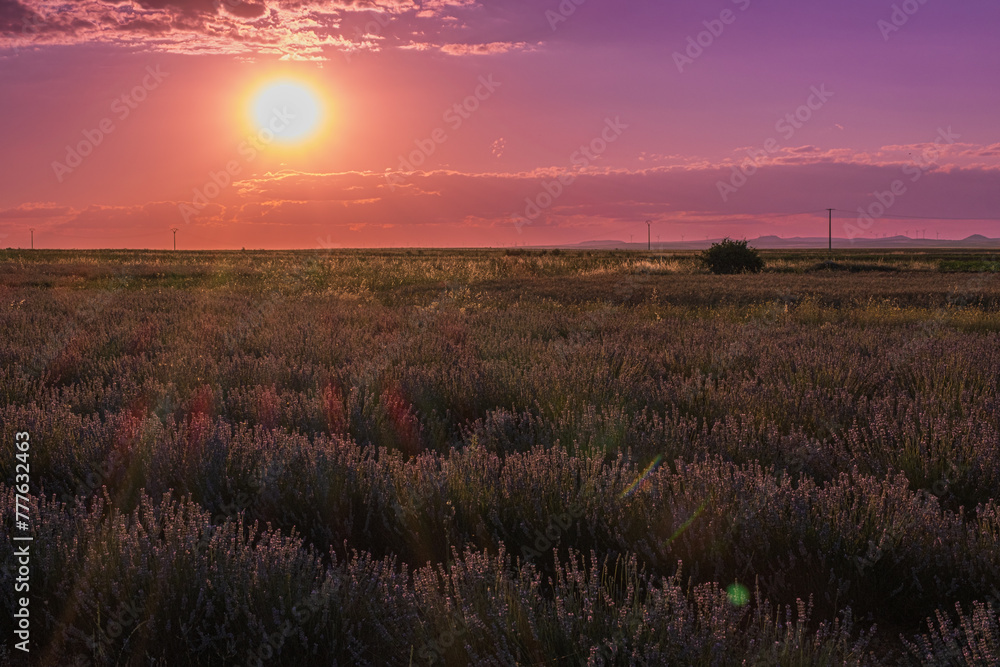 Sunset in the lavender fields in the town of La Yunta. Castilla la Mancha.