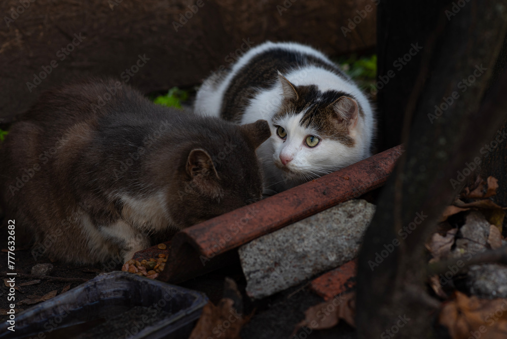 Fototapeta premium Two wild cats are eating