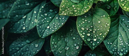 Close-up view of vibrant green leaves covered in glistening water droplets. photo