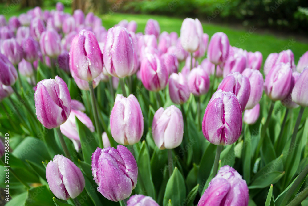 Lilac tulips in Keukenhof park, Netherlands
