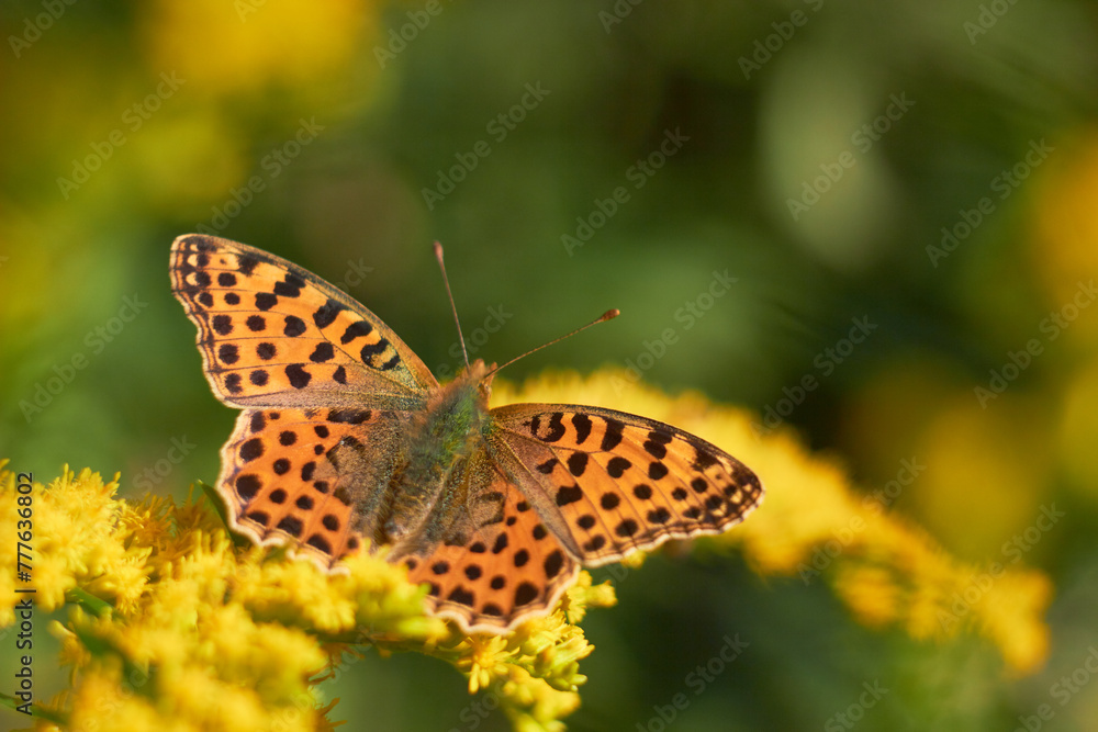 Butterfly Issoria lathonia, on yellow flower . Butterfly Issoria lathonia, on yellow flower .
