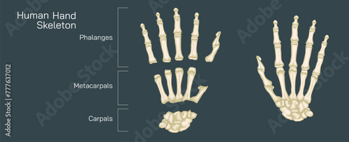 The human hand skeleton comprises multiple bones that provide structure and support to the hand. human hand bones vector illustration.