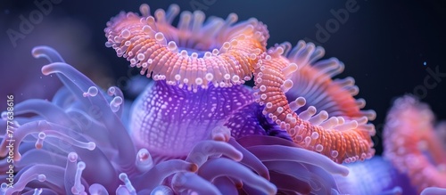Close up of an orange and purple sea anemone, displaying its intricate tentacles and bright colors in clear detail. © FryArt Studio