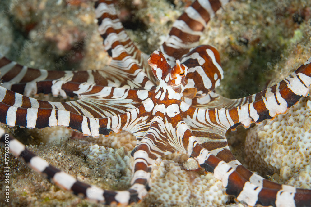 A Wunderpus octopus, Wunderpus photogenicus, crawls across a sandy ...