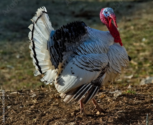 The North-Eastern Caucasus. Russia. A domestic turkey is walking around the village yard showing a little dissatisfaction.