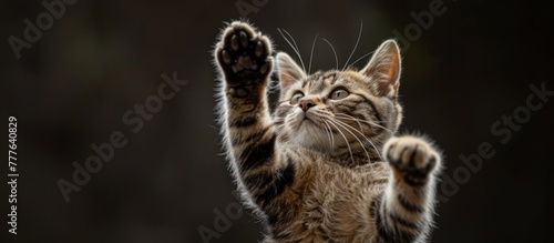 A young kitten with Greville Alpina paws standing on its hind legs and playfully raising one front paw in the air. photo