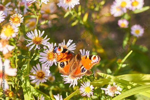 Peacock butterfly on autumn flowers (Symphyotrichum or Aster novi-belgii), smooth aster flowers. photo