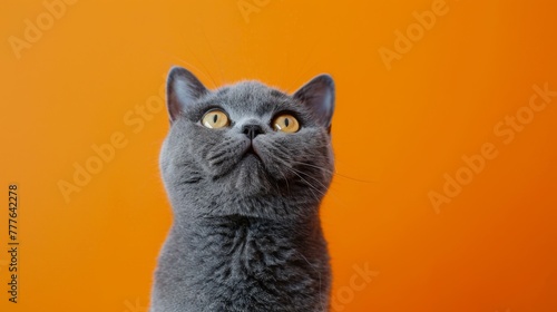 A Curious Gray Cat Portrait photo