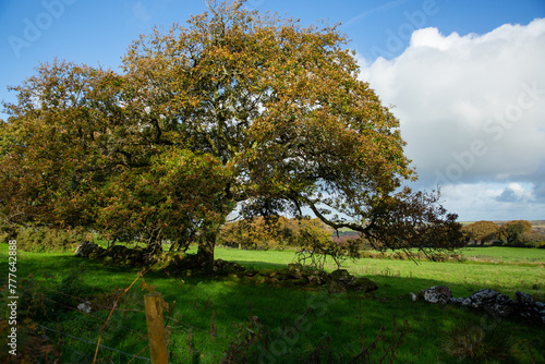 Majestic oak trees in the welsh landscape