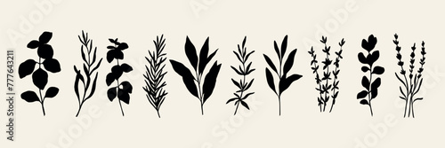 Flat vector herbs. Silhouette spices collection © Maria