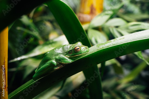 Australian green tree frog photo