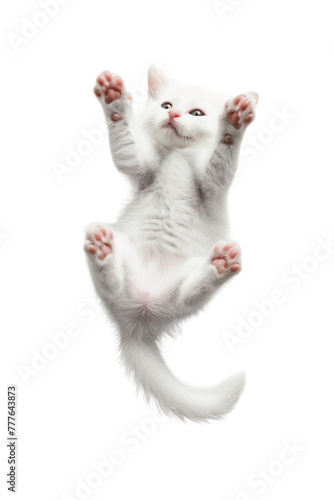 A playful kitten is lying on back, top view, isolated on white or transparent background, png clipart, design element. Easy to place on any other background.