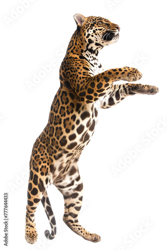 Jaguar standing on back legs isolated on white or transparent background, png clipart, design element. Easy to place on any other background.