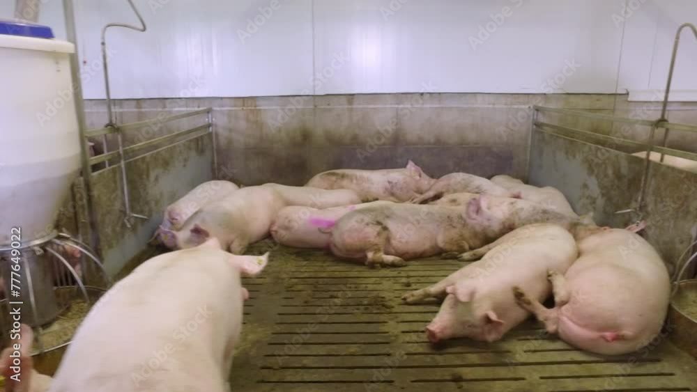 Raising Cute Pink Pigs Inside Barn Of Agricultural Farm. Raising ...