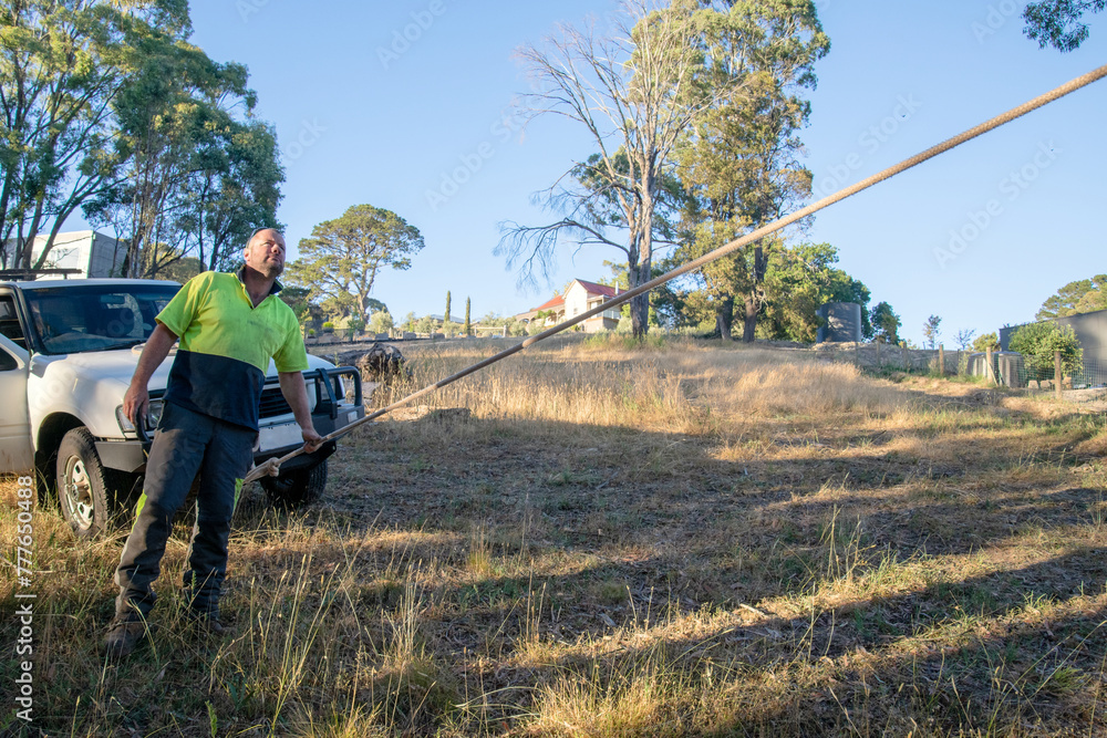 Controlled Tree Felling With Rope Arborist checking ropes on tree for felling Stock Photo | Adobe Stock