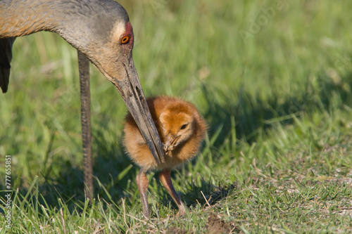 Sandhill Crane Adult Feeding Colt
