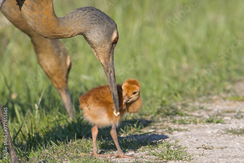 Sandhill Crane Feeding Colt