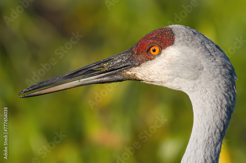 Sandhill Crane Profile Close-up