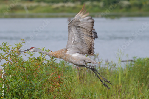 Sandhill Crane Flying