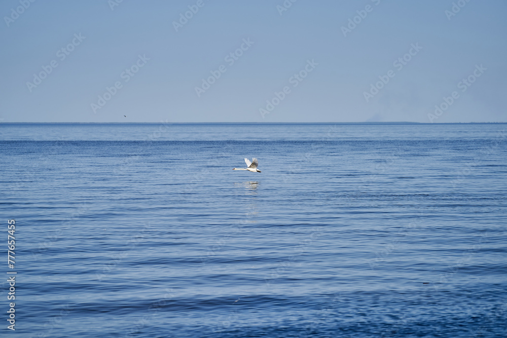 Naklejka premium Swan landing on the lake landscape image