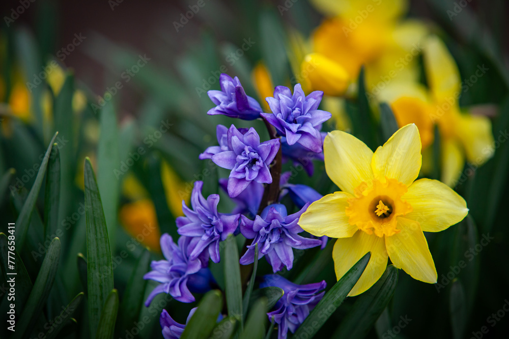 Blue hyacinth and yellow daffodil in the spring garden.