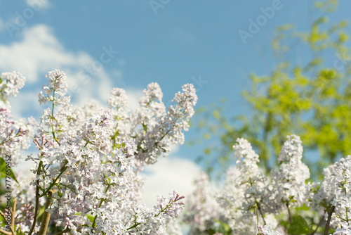 Spring blooming lilac flowers on sky background