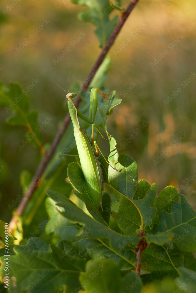 A female European mantis sits on green oak leaves. Mantis Religious. Green mantis, selective focus.
A female European mantis sits on green oak leaves. Mantis Religious. Green mantis, selective focus.