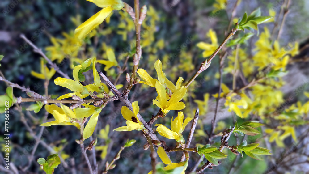 yellow blossoming flower buds on tree branches in spring yellow blossoming flower buds on tree branches in spring