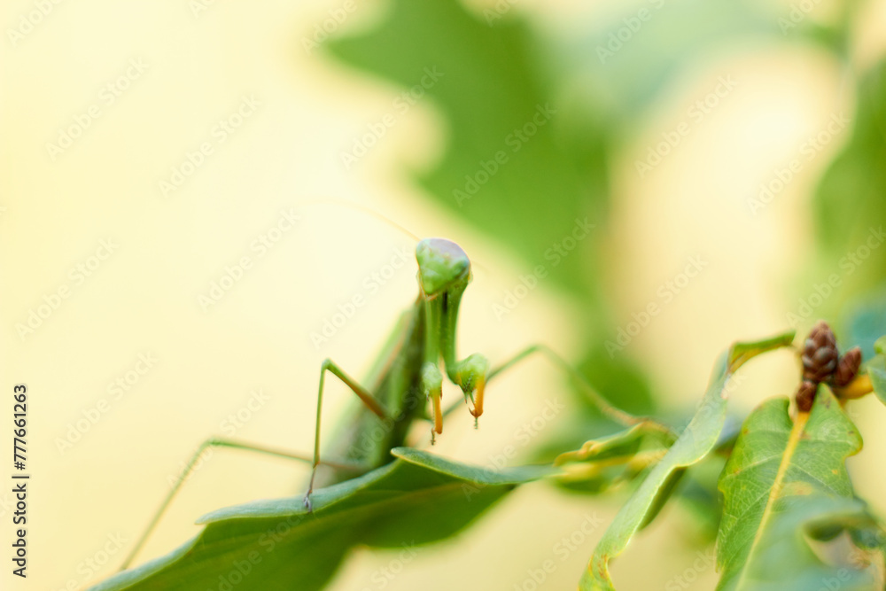 A female European mantis sits on green oak leaves. Mantis Religious. Green mantis, selective focus.
A female European mantis sits on green oak leaves. Mantis Religious. Green mantis, selective focus.