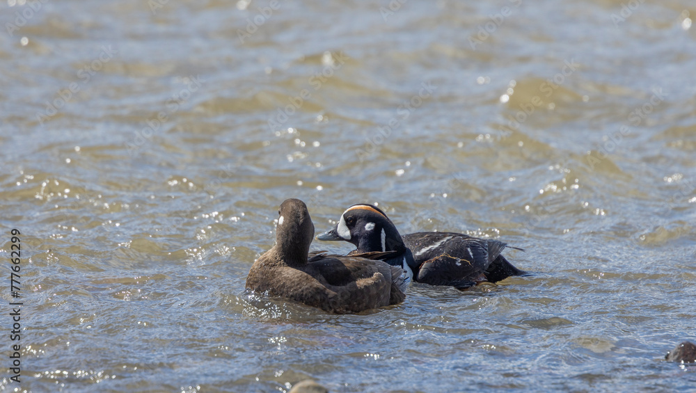 Pair of Harlequin Ducks in Yellowstone National Park in Springtime Pair of Harlequin Ducks in Yellowstone National Park in Springtime