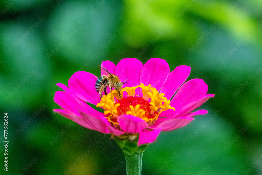 A honey bee (also spelled honeybee) is a eusocial flying insect within the genus Apis of the bee clade A honey bee (also spelled honeybee) is a eusocial flying insect within the genus Apis of the bee clade