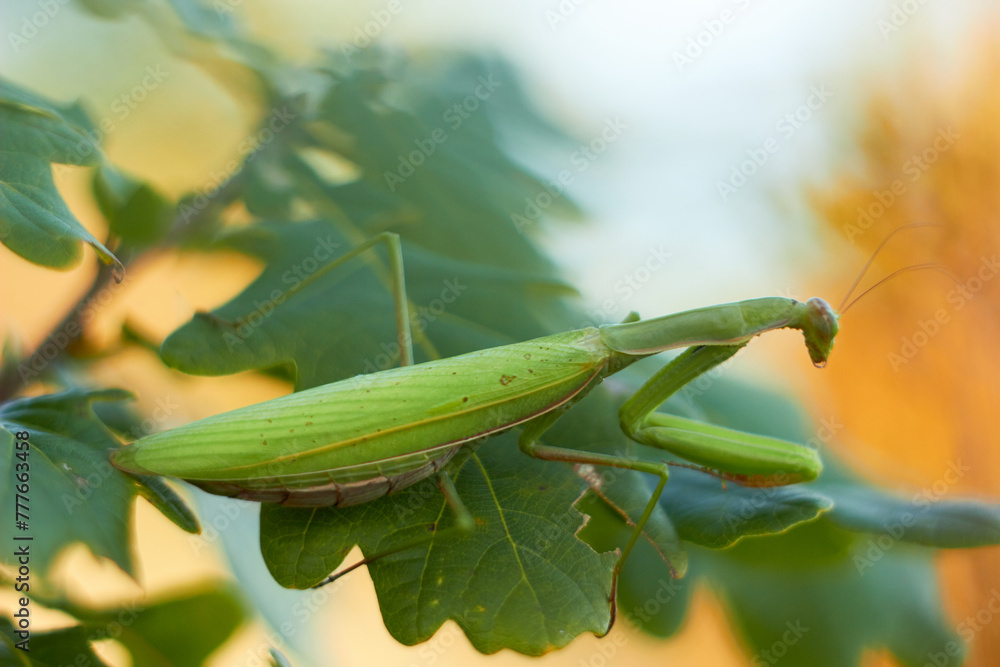 A female European mantis sits on green oak leaves. Mantis Religious. Green mantis, selective focus.
A female European mantis sits on green oak leaves. Mantis Religious. Green mantis, selective focus.