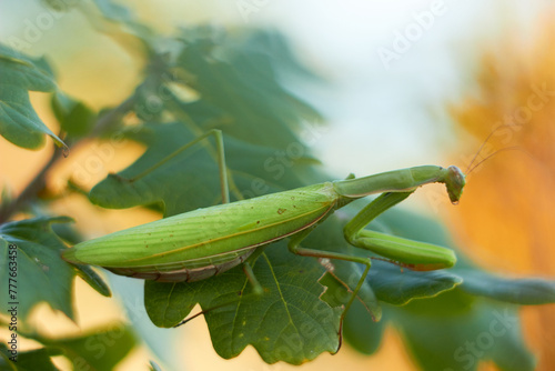 A female European mantis sits on green oak leaves. Mantis Religious. Green mantis, selective focus.
