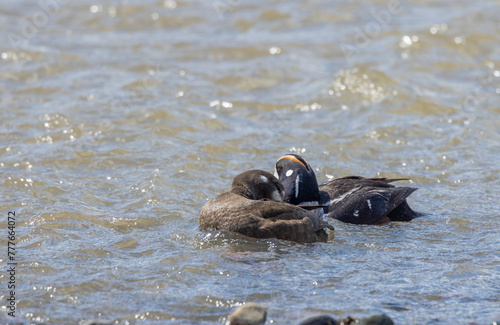 Pair of Harlequin Ducks in Yellowstone National Park in Springtime