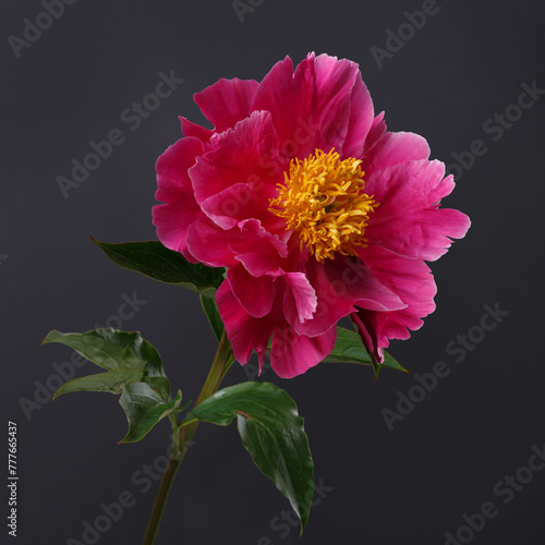 Pink peony flower with yellow center isolated on black background.