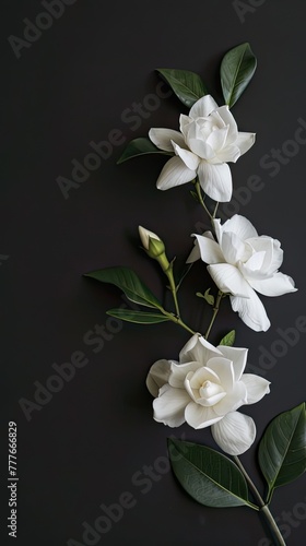 a white gardenia delicately placed on the right side, set against a pristine white or sleek black background, leaving ample space on the left for text. © lililia