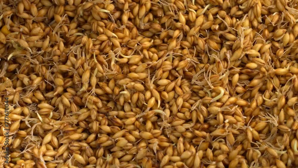 Sprouted barley rotates in close-up, malt making Sprouted barley rotates in close-up, malt making