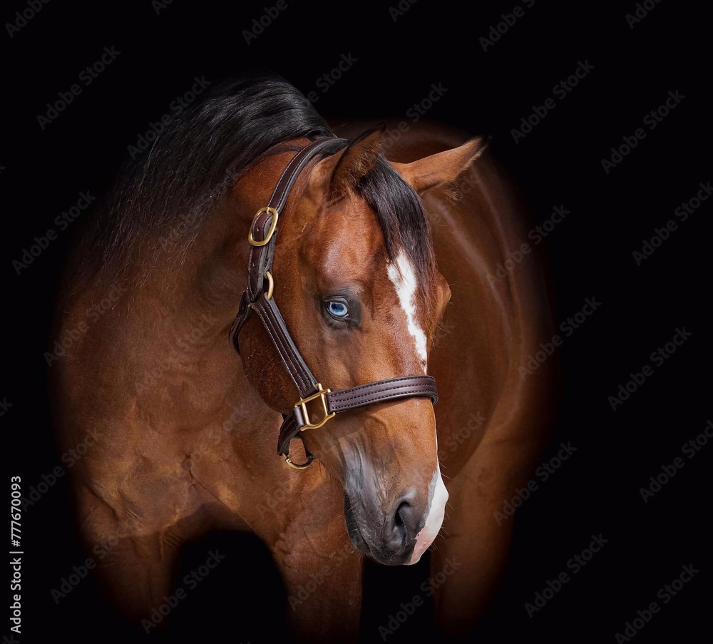 Obraz premium Elegant horse portrait on black backround. horse head isolated on black. Portrait of stunning beautiful horse isolated on dark background. horse portrait close up on black background.studio shot .