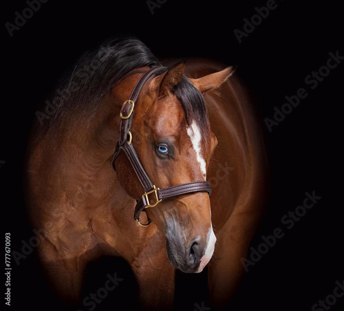Elegant horse portrait on black backround. horse head isolated on black. Portrait of stunning beautiful horse isolated on dark background. horse portrait close up on black background.studio shot .