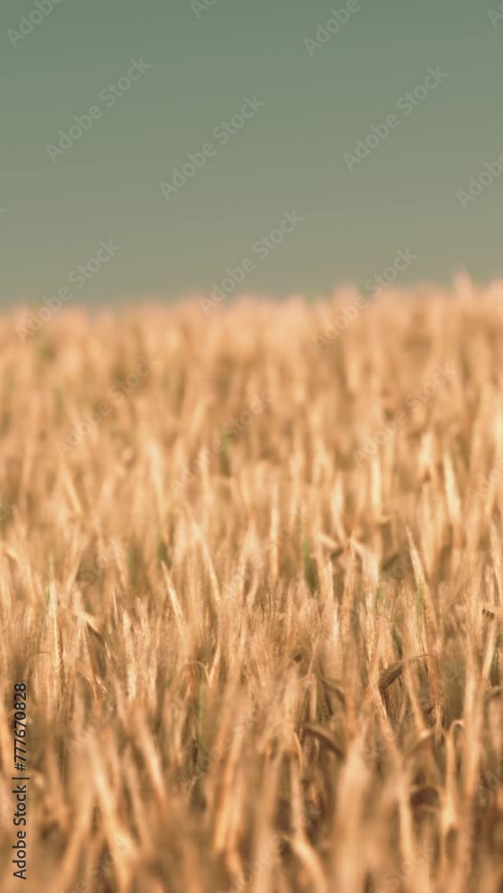 Agricultural wheat field under sunset Agricultural wheat field under sunset