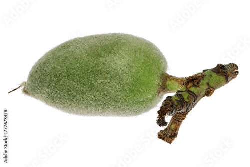 green almond (cagla badem) from Turkey isolated on white background
