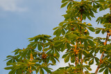 chestnut leaves against blue sky