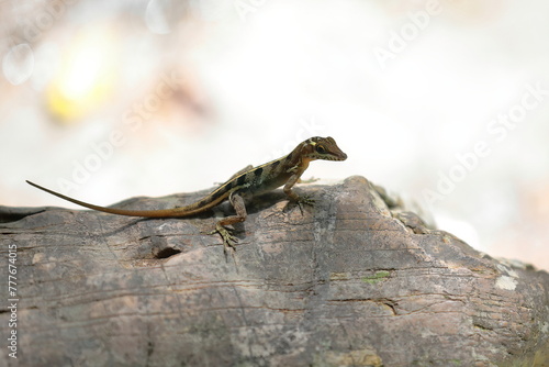 Vinales anole -Anolis vermiculatus- lizard in the Baños del Rio San Juan Baths area basking on a rock next to the water. Las Terrazas-Cuba-144
