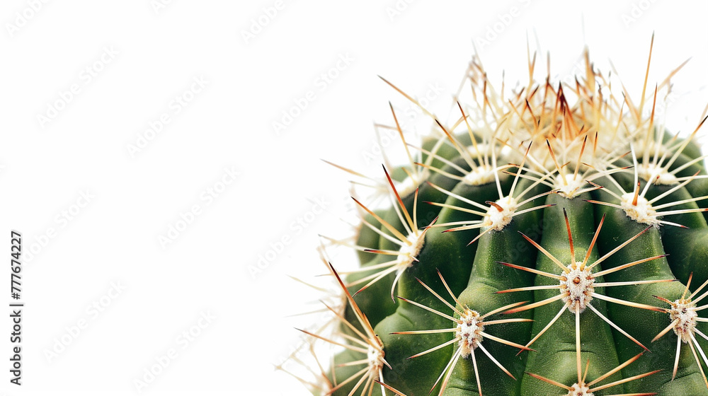 close up a cactus isolated on white background close up a cactus isolated on white background